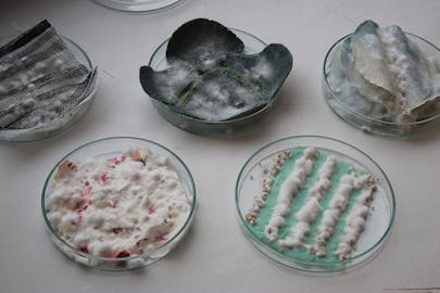 The Environment Lab—a table of several glass petrie dishes, each filled with substances that appear to be growing molds.