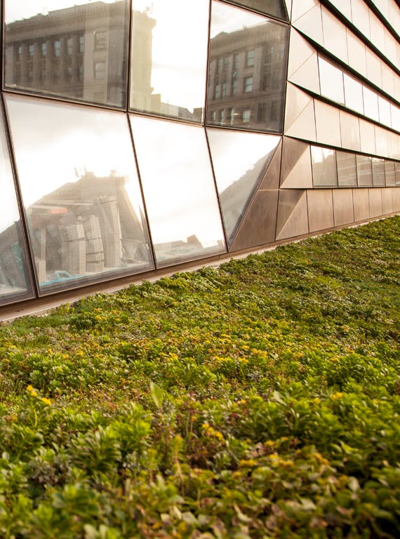 University Center greenspace and windows
